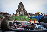 150 обезьян пострадали из-за самых красивых женщин мира